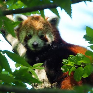 Nepalese red panda (Ailurus fulgens), 2022-06-28