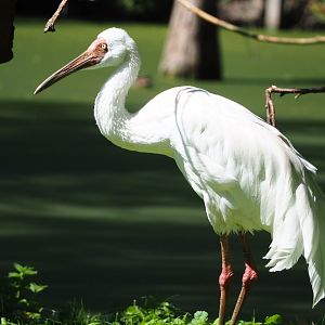 Siberian crane (Leucogeranus leucogeranus), 2022-06-28