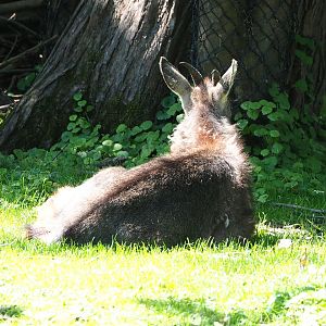 Central Chinese goral (Naemorhedus griseus arnouxianus), 2022-06-28