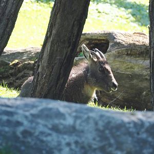Central Chinese goral (Naemorhedus griseus arnouxianus), 2022-06-28