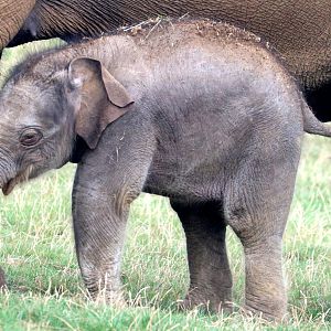 Asiatic elephant calf; Whipsnade; 2nd September 2022