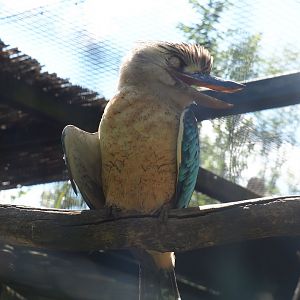 Blue-winged kookaburra (Dacelo leachii), 2022-06-28