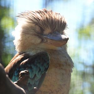 Blue-winged kookaburra (Dacelo leachii), 2022-06-28