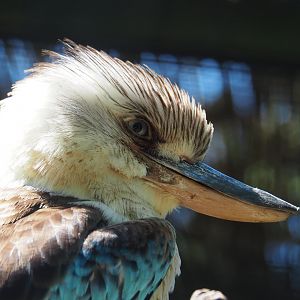 Blue-winged kookaburra (Dacelo leachii), 2022-06-28