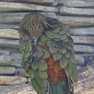 Kea (Nestor notabilis), 2022-06-28