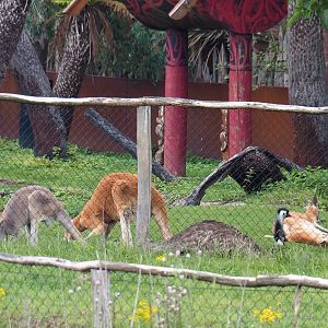 Red kangaroos (Osphranter rufus) and Emu (Dromaius novaehollandiae), 2022-06-28