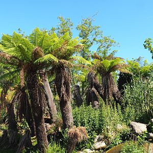 Australian area garden zone with Soft tree ferns (Dicksonia antarctica), 2022-06-28
