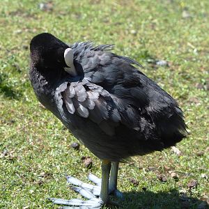 Wild Eurasian coot (Fulica atra), 2022-06-28
