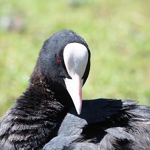 Wild Eurasian coot (Fulica atra), 2022-06-28