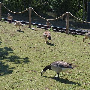 Feral and wild geese - Egyptian geese (Alopochen aegyptiaca) and Barnacle goose (Branta leucopsis), 2022-06-28