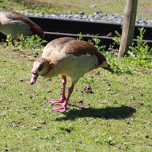Egyptian goose (Alopochen aegyptiaca), 2022-06-28