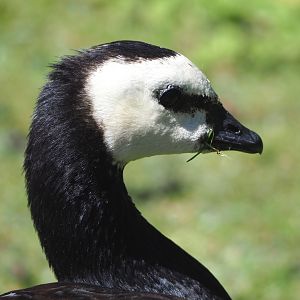 Wild Barnacle goose (Branta leucopsis), 2022-06-28