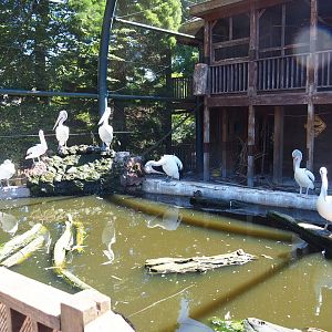 Australian aviary - Temporary exhibit for Australian pelicans, 2022-06-28
