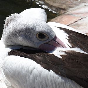 Australian pelican (Pelecanus conspicillatus), 2022-06-28
