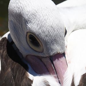 Australian pelican (Pelecanus conspicillatus), 2022-06-28