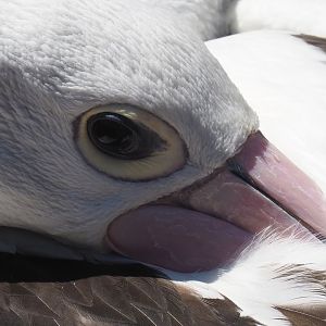 Australian pelican (Pelecanus conspicillatus), 2022-06-28