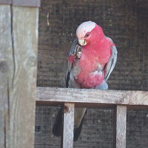 Galah (Eolophus roseicapilla), 2022-06-28