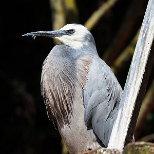 White-faced Heron (Egretta novaehollandiae), 2022-06-28