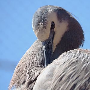 White-faced Heron (Egretta novaehollandiae), 2022-06-28
