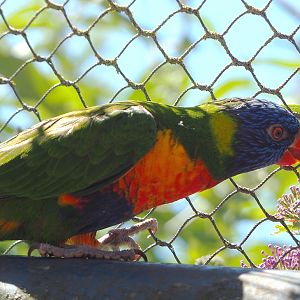 Rainbow lorikeet (Trichoglossus moluccanus),2022-06-28