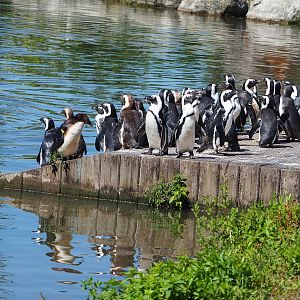 African penguins (Spheniscus demersus), 2022-06-28