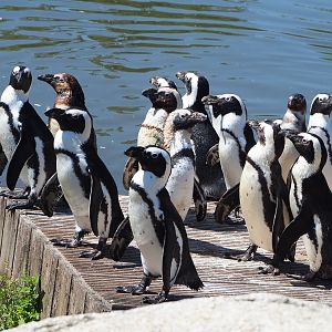 African penguins (Spheniscus demersus), 2022-06-28