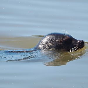 Eastern Atlantic harbor seal (Phoca vitulina vitulina), 2022-06-28