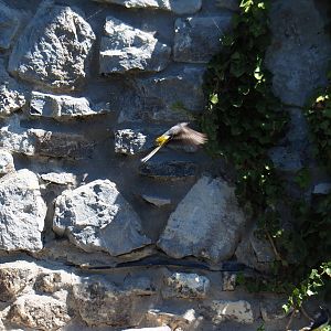 Wild Grey wagtail (Motacilla cinerea), 2022-06-28