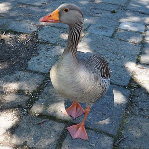 Greylag goose (Anser anser), 2022-06-28