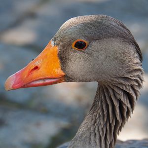 Greylag goose (Anser anser), 2022-06-28