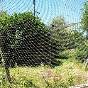 Golden eagle aviary, 2022-06-28