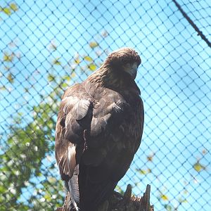 Golden eagle (Aquila chrysaetos), 2022-06-28
