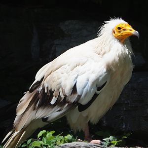 Egyptian vulture (Neophron percnopterus), 2022-06-28
