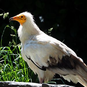 Egyptian vulture (Neophron percnopterus), 2022-06-28