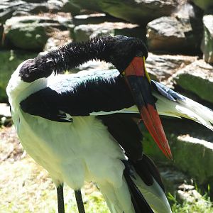 Saddle-billed stork (Ephippiorhynchus senegalensis), 2022-06-28