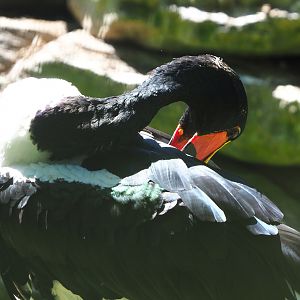 Saddle-billed stork (Ephippiorhynchus senegalensis), 2022-06-28