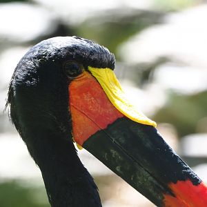 Saddle-billed stork (Ephippiorhynchus senegalensis), 2022-06-28