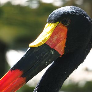 Saddle-billed stork (Ephippiorhynchus senegalensis), 2022-06-28