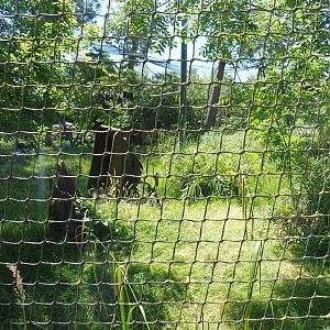 Andean condor and Mountain caracara aviary, 2022-06-28