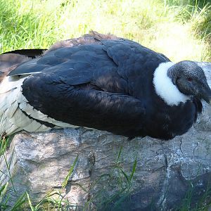 Female Andean condor (Vultur gryphus), 2022-06-28
