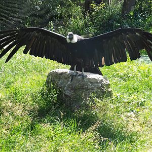 Female Andean condor (Vultur gryphus), 2022-06-28