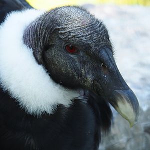 Female Andean condor (Vultur gryphus), 2022-06-28