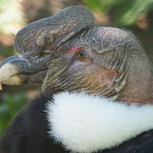 Male Andean condor (Vultur gryphus), 2022-06-28