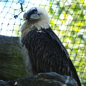 Bearded vulture (Gypaetus barbatus barbatus), 2022-06-28