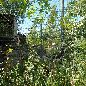 Bearded vulture and Booted eagle aviary, 2022-06-28