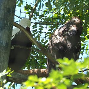 African fish eagles (Haliaeetus vocifer), 2022-06-28