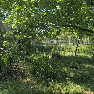 Bald eagle aviary, 2022-06-28