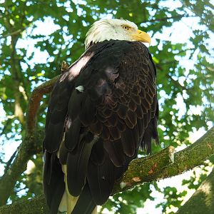 Bald eagle (Haliaeetus leucocephalus), 2022-06-28