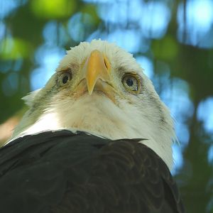 Bald eagle (Haliaeetus leucocephalus), 2022-06-28