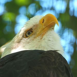 Bald eagle (Haliaeetus leucocephalus), 2022-06-28